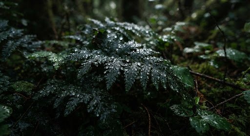 Hojas botánicas oscuras con gotas de rocío